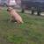 Cane corso - $1,500 OR BEST OFFER (for sale) 15 thumbnail