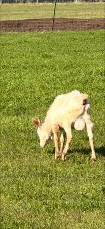 1 chivito 1 borregito 1 borregita 1