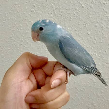 Blue Parrotlet (Everett)63858404989057120