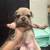FRENCHIES/PUGS  FRUGS ALL MALES 1 thumbnail