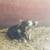 Kunekune Piglets Available Now (and upcoming litter) 2 thumbnail