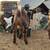 Nigerian Dwarf Doelings 1 thumbnail