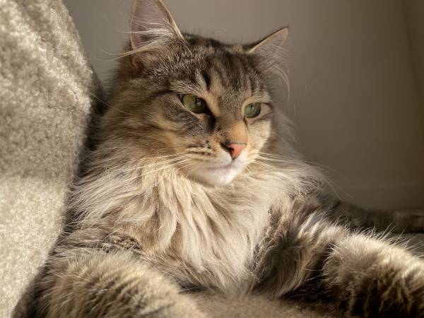 Rehoming two cats (North Weymouth)63818351785857121