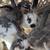 Cute Bunny’s 1 thumbnail