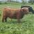 Highlander Steer 4 thumbnail