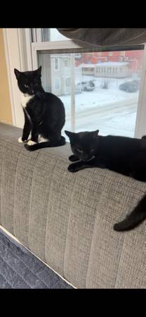 Cats 1