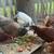 Guineas, Chicks, Chickens, Pullets, Poults, Poultry 1 thumbnail