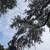 ✅TREE REMOVAL PROS!🌴TRIMMING🌴TREE SERVICE FREE QUOTE🌟956-359-8440🌟 4 thumbnail