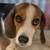 Purbread Beagle 5 thumbnail