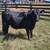 Premium Beef (Steers) Available 3 thumbnail