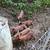 Tamworth pigs 1 thumbnail