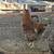 Chickens 1 thumbnail