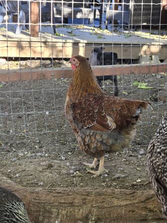 Chickens 1
