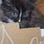Kittens 4 thumbnail