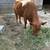 Mid size cow 1 thumbnail