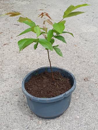 Black walnut seedlings 1