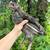 Olive Egger cockerel 1 thumbnail