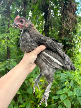 Olive Egger cockerel 1