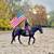 Stunning & Smooth Gaited Draft Crossbred - Rides & Drives 1 thumbnail