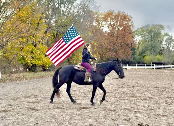 Stunning & Smooth Gaited Draft Crossbred - Rides & Drives 1