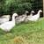 Cotton Patch Geese 1 thumbnail