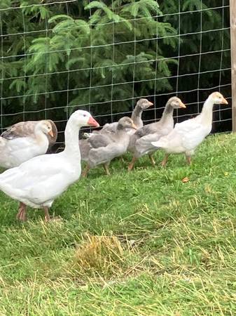 Cotton Patch Geese 1