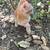 Cute baby kittens 7 thumbnail