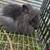 Friendly pet Rabbits 5 thumbnail