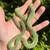 Baron’s Racer Snakes 3 thumbnail