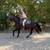 Gorgeous Black Quarter Horse for Sale 8 thumbnail