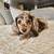 AmazingGorgeous         friendly      Dachshund 1 thumbnail