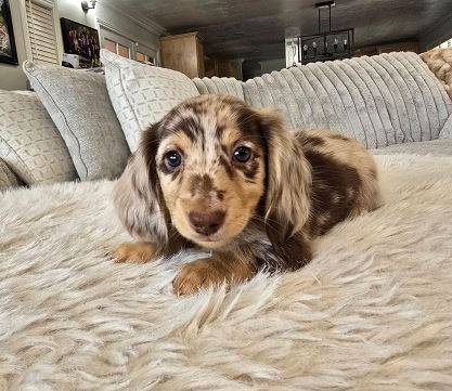 AmazingGorgeous         friendly      Dachshund 1
