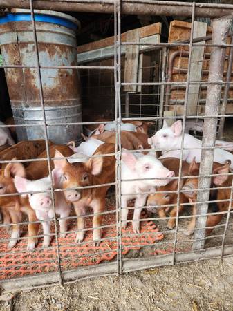 Feeder pigs 1
