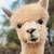 Awesome Alpaca Manure Fertilizer!  Quantity discounts available! 1 thumbnail