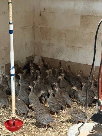 Young  Guinea hens 1