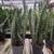 Sanseveria/snake plant 1 gallon $22 each 1 thumbnail