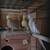 Cockatiels. 3 thumbnail