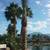 Date Palm Summer Special thru Sept 30th! (12'-14' TRUNK) 15 thumbnail