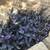 Free Cutting of Wandering Jew Plant 1 thumbnail