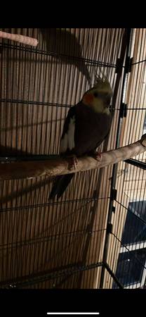 Cockatiel 1