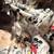 Kittens looking for forever loving homes 5 thumbnail