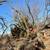 Wild Hog / Turkey / White Tail Deer / Coyote Hunts 13 thumbnail