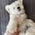 Puppies!!! 3 thumbnail