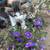 little cats 3 thumbnail
