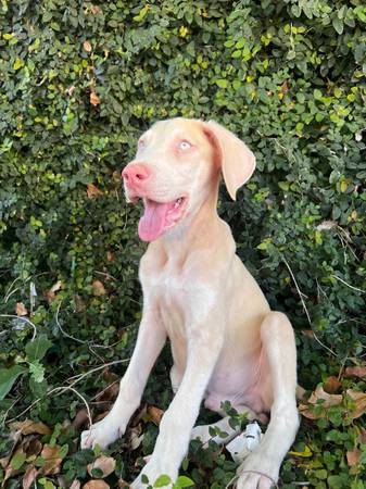 Dobie mix (Ceres)63469791438721120