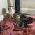 Kittens 1 thumbnail
