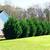 Fast Growing Privacy Trees-We Install, Thuja Green Giants, Leylands 2 thumbnail