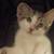 12 week old boy kittens 1 thumbnail