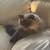 PERSIAN CATS (BONDED PAIR) NEEDS HOME 7 thumbnail