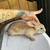 Rex Rabbits 2 thumbnail